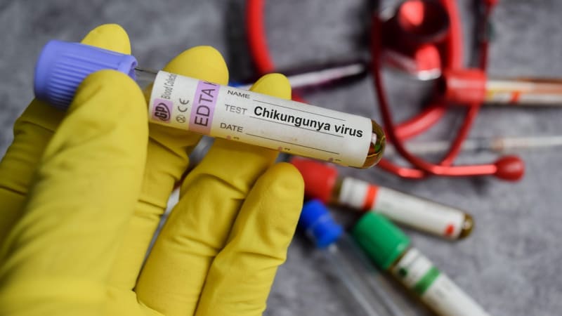 Do Evropy se dostal virus chikungunya. Jaké jsou příznaky a jak předejít nákaze?