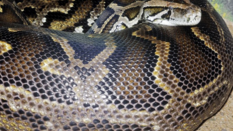 Pomoc, škrtí mě had, volal zoufalý chovatel z Karlovarska. Ze spárů krajty ho zachránili hasiči