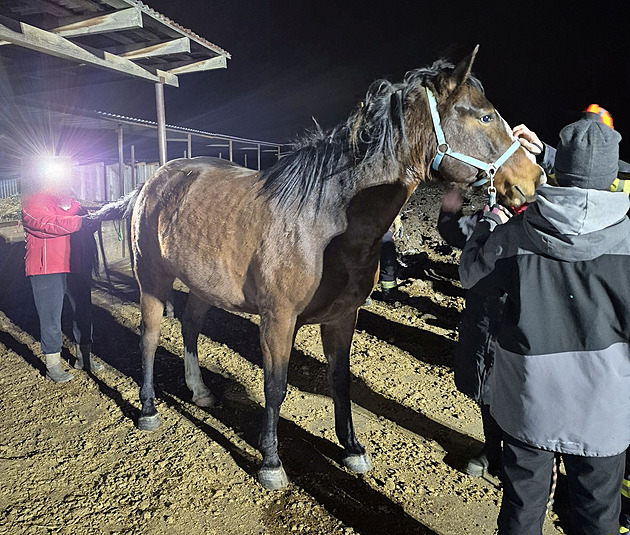 Koni se zaklínila noha pod krmelcem a nemohl ven. Vyprostili ho až hasiči