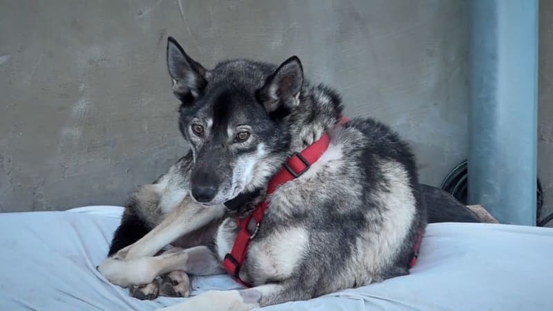 Psí hospic jako domov pro staré mazlíčky: Lidé se jich zbavují stále víc, varují provozovatelé