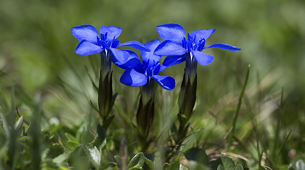 Rok 2026 je Rokem hořců. Lze se zapojit, ochranáři nabízejí finanční podporu