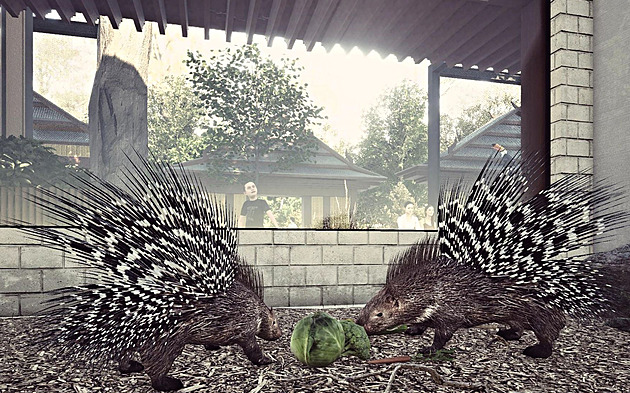 Zoo oslavila rekord, teď chystá expozice pro okapi inspirované Indonésií