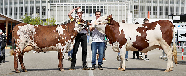 Zemědělský veletrh se mění na Agrishow. Ukáže traktory, zvířata i dřevorubce