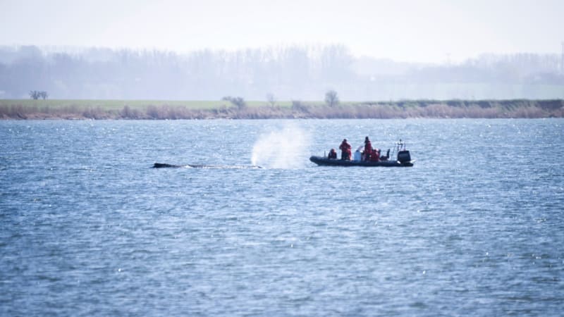 Poslední naděje pro uvízlou velrybu? Do hry se vložili milionáři, záchrana se vysílá živě