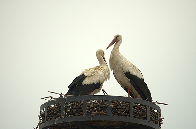 Čápi vzali na milost sloup, když jim Madonu zakryli. Broumov pro ně hledá jména