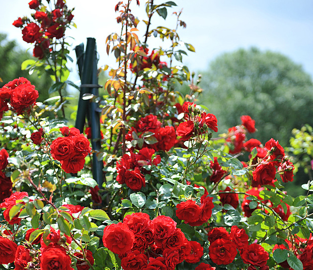 Jarní řez růží krok za krokem. Radikální střih zachrání i zanedbaný keř