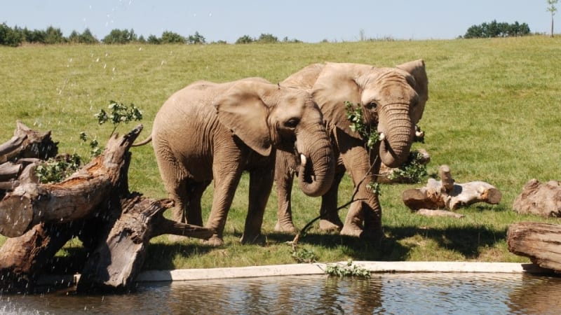 Sloní samec zabil ve zlínské zoo samici. Chovatelé truchlí a mluví o „nevysvětlitelném“ útoku