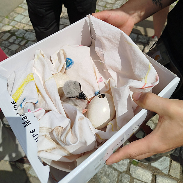 Čápice na náměstí v Broumově zůstala na potomky sama, raději jí je odebrali
