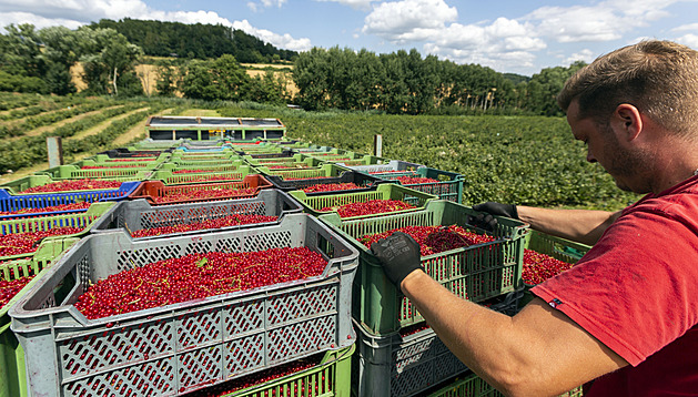 Ovocnáři kvůli mrazům přijdou na tržbách o 1,3 miliardy. Největší škody hlásí jablka