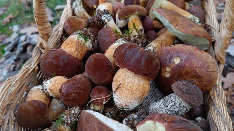 Gigantické hřiby i pýchavky: Lidé si odnášejí z lesů plné koše hub. Možná máte poslední šanci